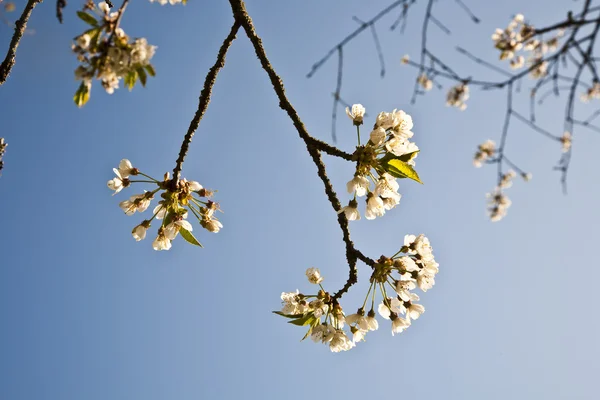 Virágzó fa, a reggeli fényben — Stock Fotó
