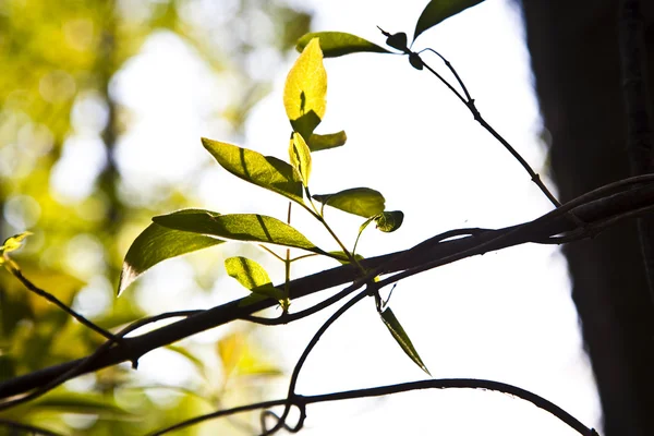 叶的一棵树在清晨的阳光 — 图库照片