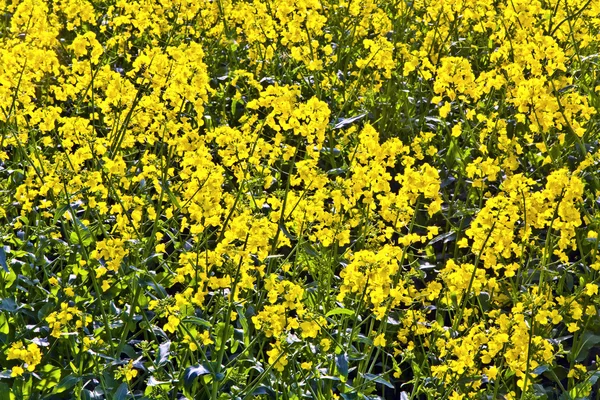 Žluté pole znásilnění na jaře — Stock fotografie