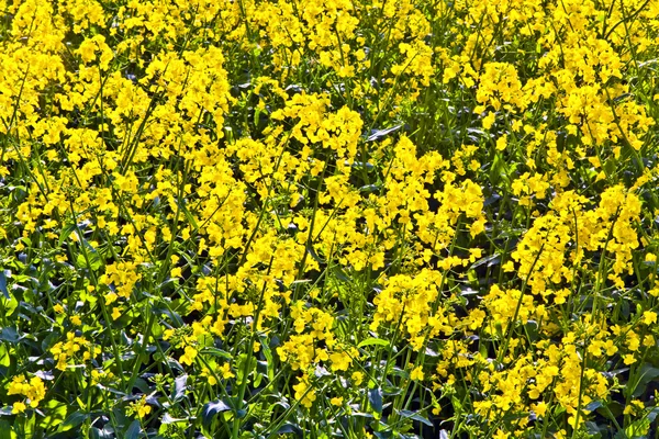Champ de colza jaune au printemps — Photo