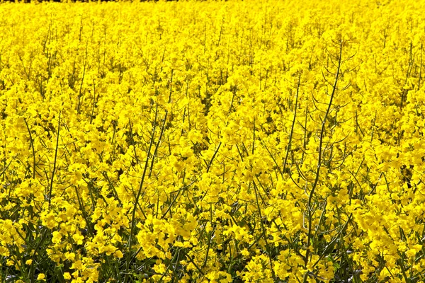 Campo de estupro amarelo na primavera — Fotografia de Stock