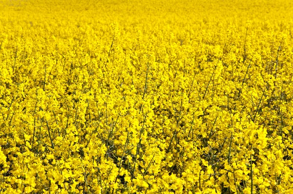 Campo de violación amarillo en primavera —  Fotos de Stock
