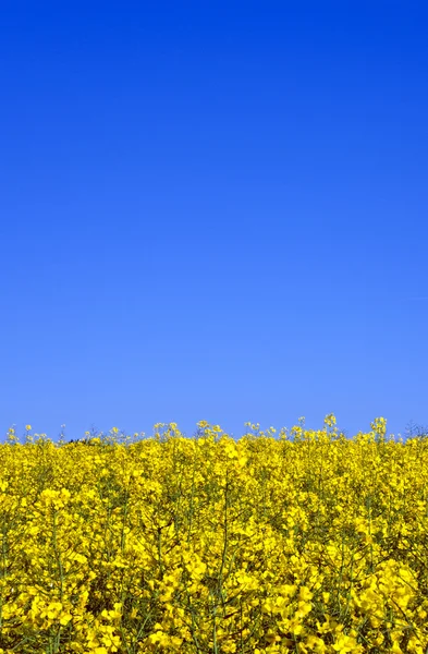 Желтое рапсовое поле весной — стоковое фото