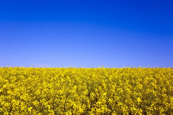 Желтое рапсовое поле весной — стоковое фото