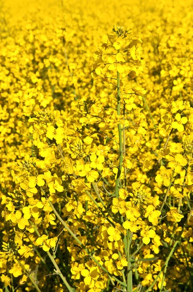 Yellow rape field in spring — Stock Photo, Image