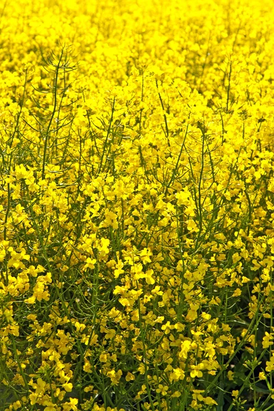 Baharda sarı tecavüz sahası — Stok fotoğraf