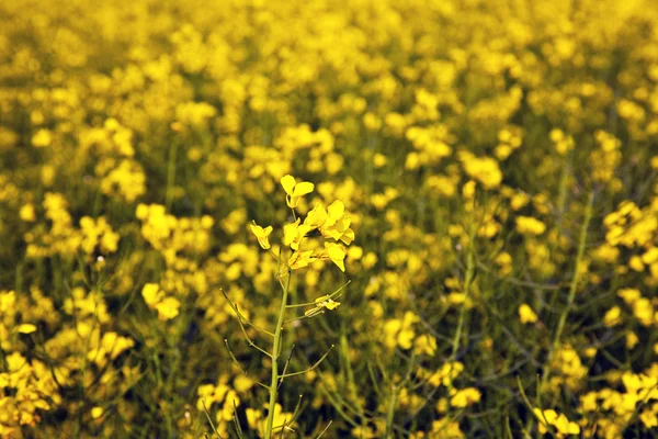 Geel verkrachtingsveld in het voorjaar — Stockfoto