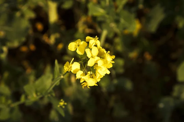 春天的黄色油菜地 — 图库照片