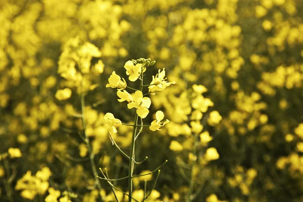春天的黄色油菜地 — 图库照片