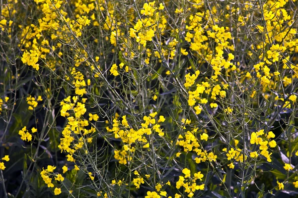 Žluté pole znásilnění na jaře — Stock fotografie