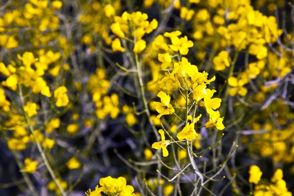 Yellow rape field in spring — Stock Photo, Image