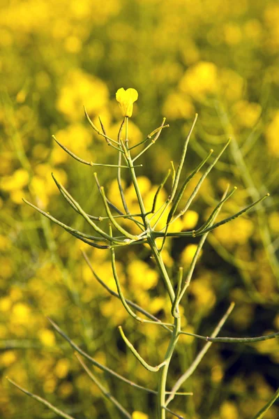 Żółte pole rzepaku wiosną — Zdjęcie stockowe