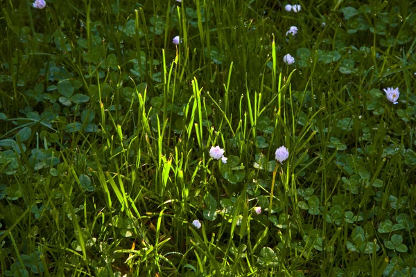Gräs i underbar morgonljus — Stockfoto