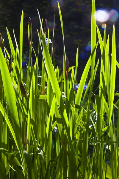 stock image Green small leaves of Lily in morning light