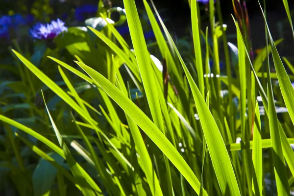 Folhas pequenas verdes de Lily na luz da manhã — Fotografia de Stock