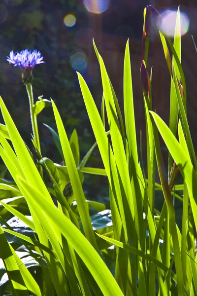 Grønne små blade af Lily i morgenlys - Stock-foto