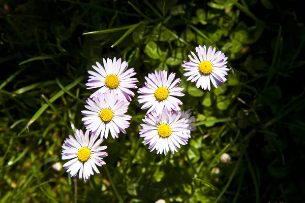 stock image Beautiful marguerites