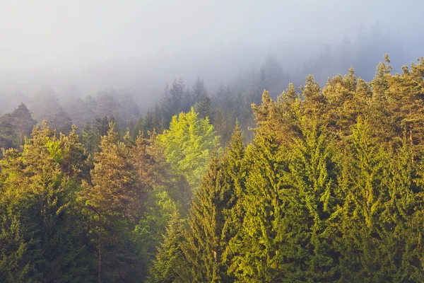 晨雾中森林与新光 — 图库照片