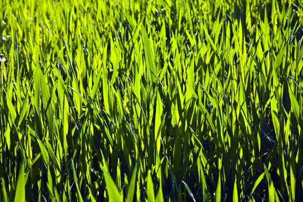 Harmonische Struktur von grünem Mais — Stockfoto