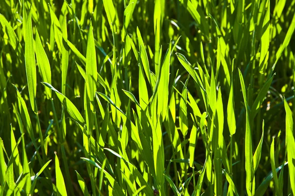 Гармоническая структура зелёной кукурузы — стоковое фото