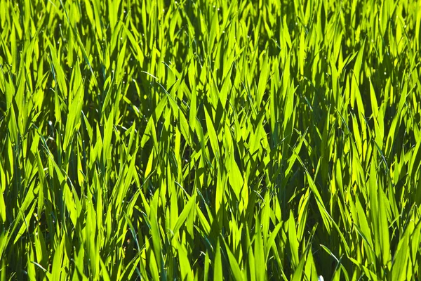 Harmonic structure of green corn — Stock Photo, Image