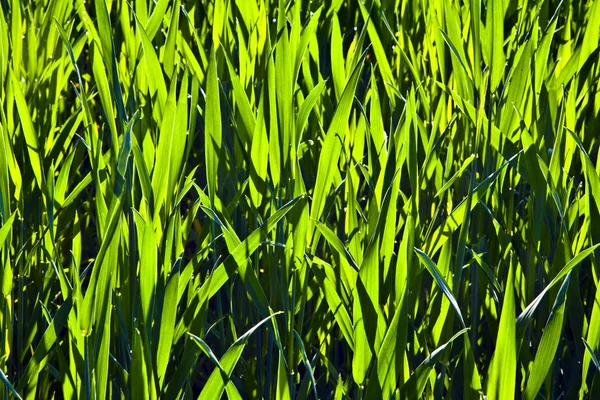 Estrutura harmônica do milho verde — Fotografia de Stock