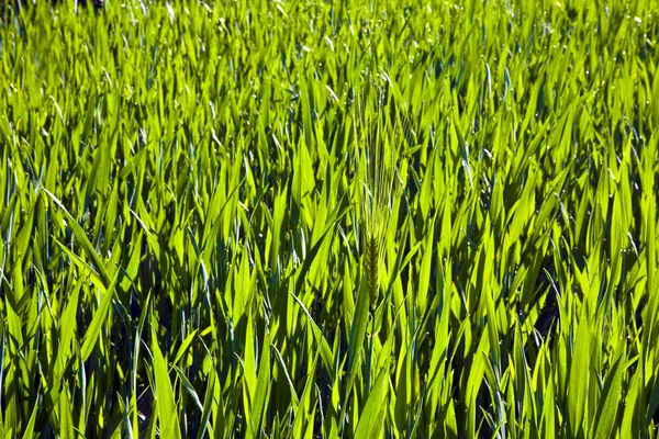 Гармоническая структура зелёной кукурузы — стоковое фото