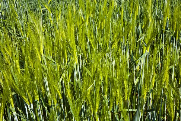 stock image Grass and blooming flowers in a meadow