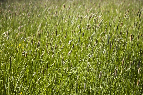 Grass and blooming flowers — Stock Photo, Image