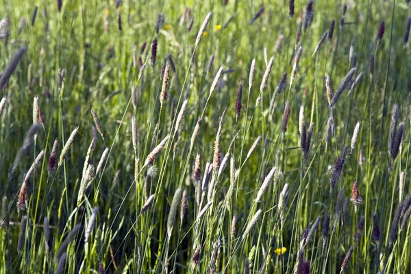 Trawa i kwitnące kwiaty na łące — Zdjęcie stockowe
