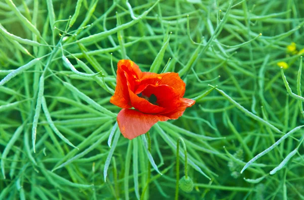 Szép, virágzó pipacs virágok — Stock Fotó