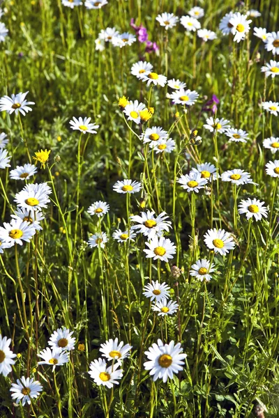 Flowers on meadow — Stock Photo, Image