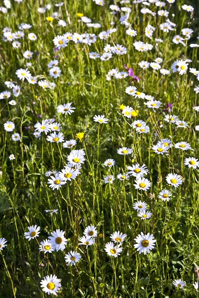 Flowers on meadow — Stock Photo, Image
