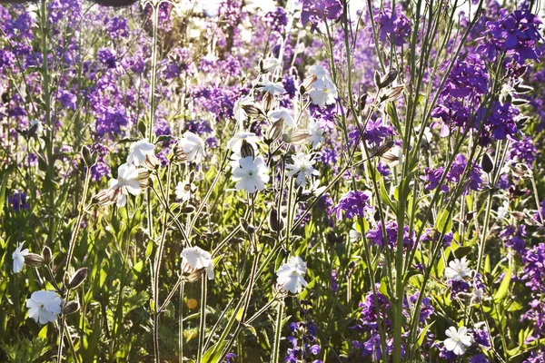 美丽的七彩草甸与鲜花 — 图库照片