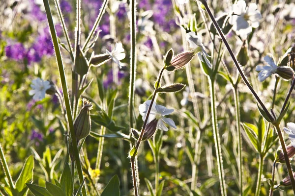 美しいカラフルな草原の花を持つ — ストック写真