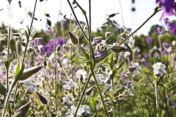 美しいカラフルな草原の花を持つ — ストック写真