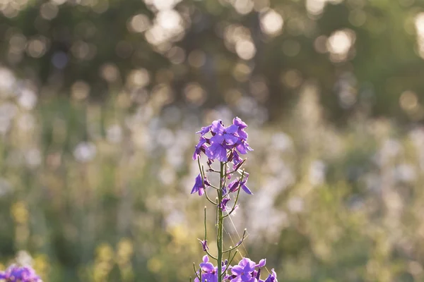 Дикий цветок на лугу — стоковое фото