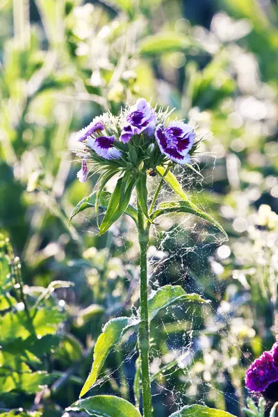 Flor selvagem no prado — Fotografia de Stock