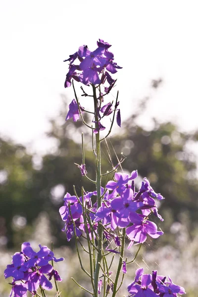 Vad virág meadow — Stock Fotó