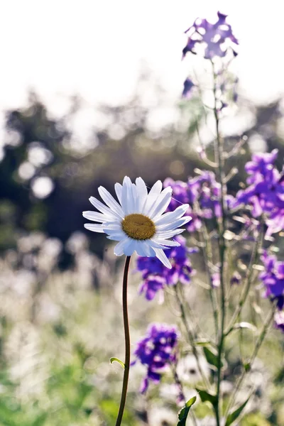 Vad virág meadow — Stock Fotó