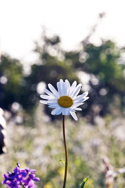 Divoká květina v louce — Stock fotografie