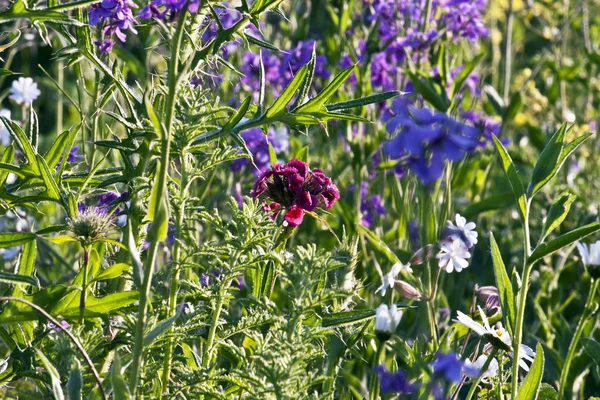 Wildblume auf der Wiese — Stockfoto