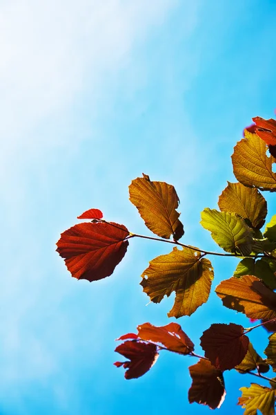 Belle foglie da una betulla — Foto Stock