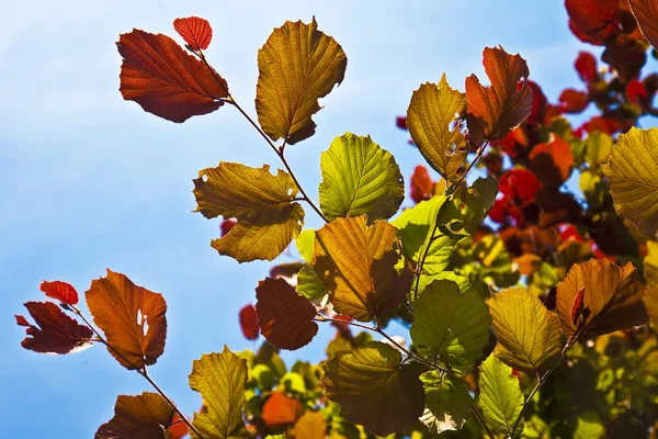 Belle foglie da una betulla — Foto Stock