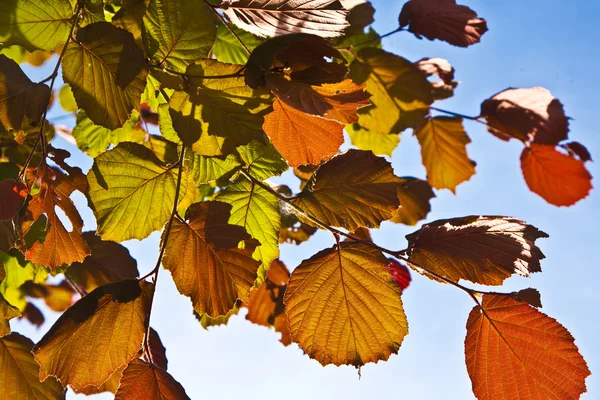 Schöne Blätter aus einer Birke — Stockfoto