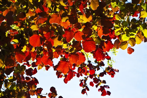 De belles feuilles de bouleau — Photo