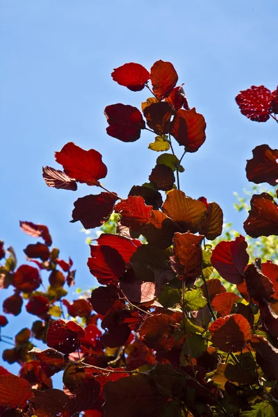 Mooie bladeren van een berk — Stok fotoğraf