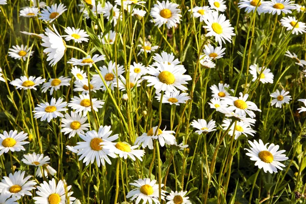 Beautiful daisies in morning light — Stock Photo, Image