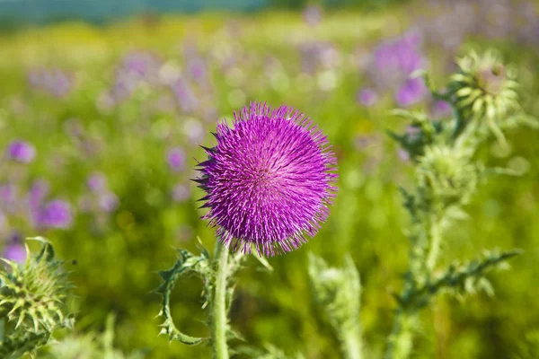 Thistle in meadow in morning light — Stock Photo, Image