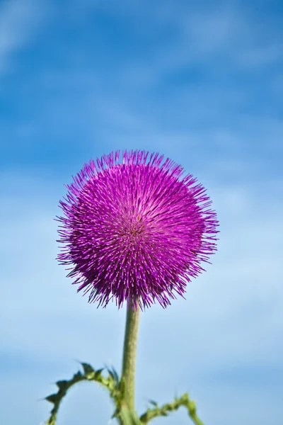 stock image Thistle in meadow in morning light